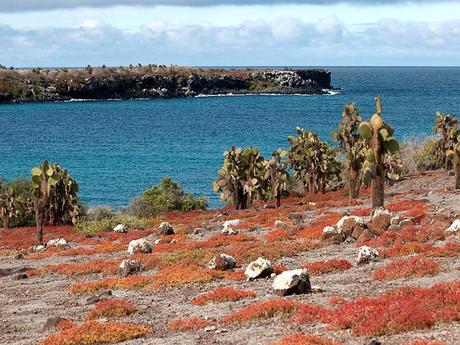 Les Galapagos - 1 Les Galapagos - 1