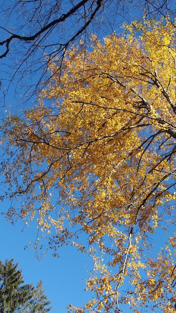 Belles promenades bavaroises: le Lautersee en automne