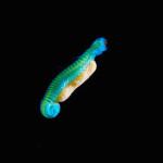 PHOTOGRAPHIE : Créatures de fonds marins PHOTOGRAPHIE : Créatures de fonds marins