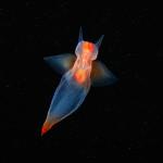 PHOTOGRAPHIE : Créatures de fonds marins PHOTOGRAPHIE : Créatures de fonds marins