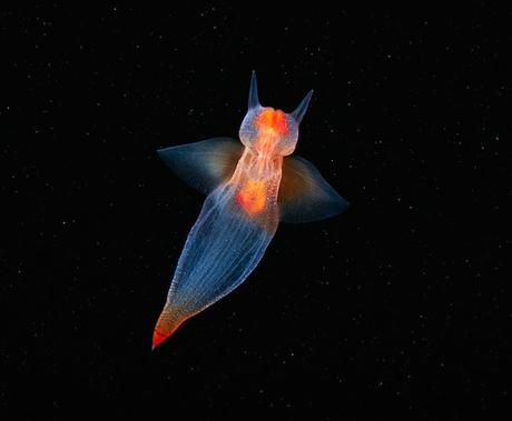 PHOTOGRAPHIE : Créatures de fonds marins semenov-9
