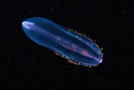 PHOTOGRAPHIE : Créatures de fonds marins semenov-5