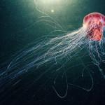 PHOTOGRAPHIE : Créatures de fonds marins PHOTOGRAPHIE : Créatures de fonds marins