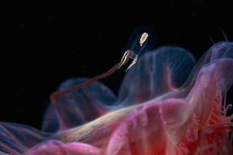 PHOTOGRAPHIE : Créatures de fonds marins semenov-10