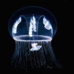 PHOTOGRAPHIE : Créatures de fonds marins PHOTOGRAPHIE : Créatures de fonds marins