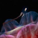 PHOTOGRAPHIE : Créatures de fonds marins PHOTOGRAPHIE : Créatures de fonds marins