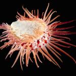 PHOTOGRAPHIE : Créatures de fonds marins PHOTOGRAPHIE : Créatures de fonds marins