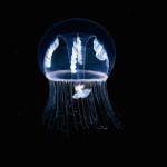 PHOTOGRAPHIE : Créatures de fonds marins PHOTOGRAPHIE : Créatures de fonds marins