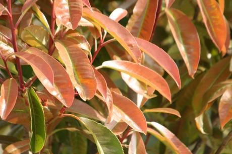 photinia serr paris 6 avril 132.jpg