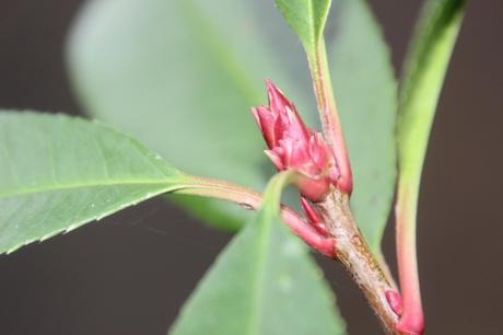 20 photinia b veneux 4 nov 2015 001.jpg