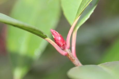 16 photinia veneux 4 nov 2015 014.jpg