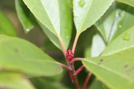 17 photinia veneux 4 nov 2015 010.jpg