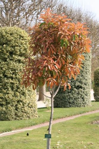 photinia serr paris 6 avril 131.jpg