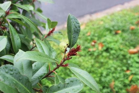 14 photinia veneux 4 nov 2015 003.jpg