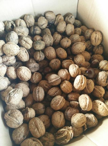 C'était chouette Halloween! IMG_20151025_172306