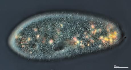 Ciliature Paramécie Ciliature Paramécie