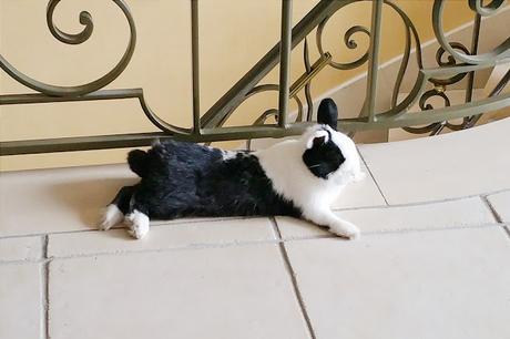 Lapin nain Avantage d'un lapin