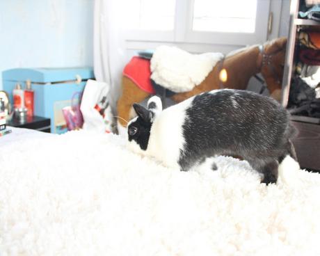 Lapin curieux Avantage d'avoir un lapin