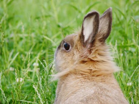 Lapin Les avantag d'un rongueur à la maison
