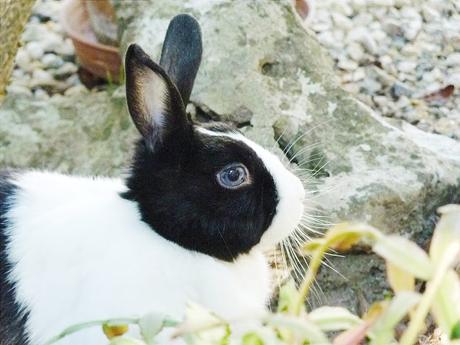 Lapin dans un jardin Avantage d'avoir un lapin