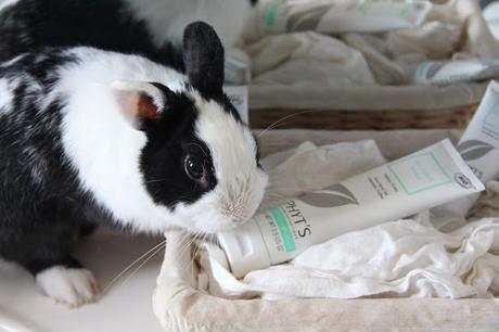 Lapin curieux Avantage d'avoir un lapin