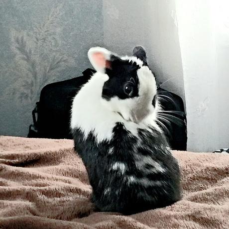 Lapin qui se lave Avantage d'avoir un lapin