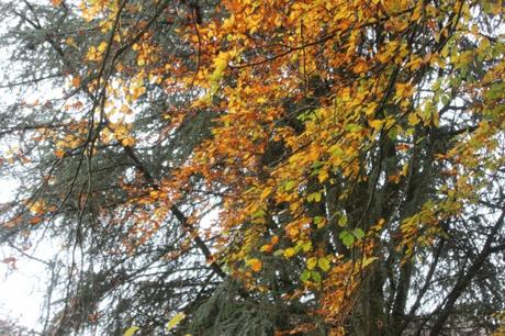 13 fagus carpinus veneux 6 nov 2015 020.jpg