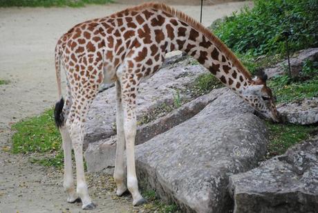 {bioparc de doué} Les autres animaux. (3) La girafe.