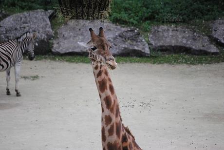 {bioparc de doué} Les autres animaux. (7) La girafe.