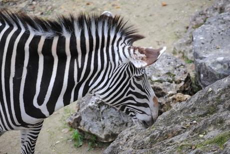 {bioparc de doué} Les autres animaux. (2) Le zèbre de Grévy.