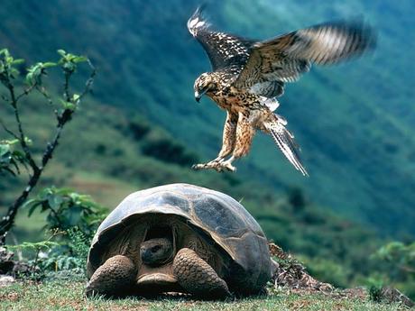 Les Galapagos - 2 Les Galapagos - 2