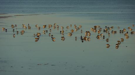 Bernaches en novembre, hiver en décembre oies-P1540137.jpg