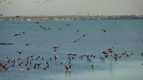 Bernaches en novembre, hiver en décembre oies-P1540122.jpg