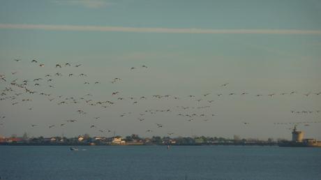 Bernaches en novembre, hiver en décembre oies-P1540115.jpg