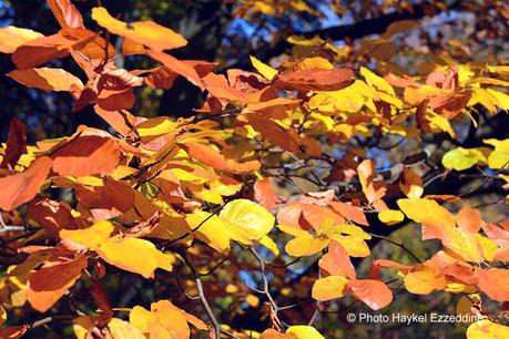 Un dimanche en photos DSC_5685.jpg