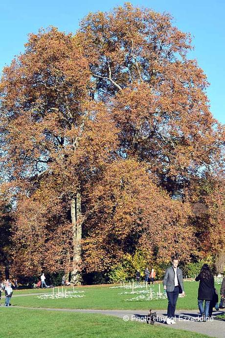 Un dimanche en photos DSC_5678.jpg