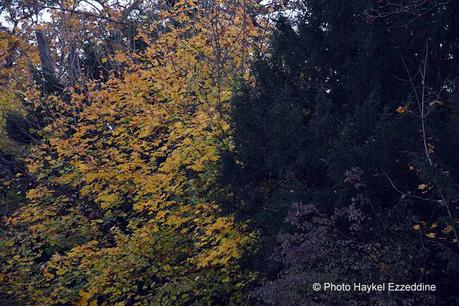 Un dimanche en photos DSC_5871.jpg