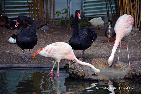 Un dimanche en photos DSC_5852.jpg
