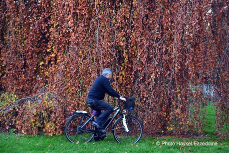 Un dimanche en photos DSC_5806.jpg