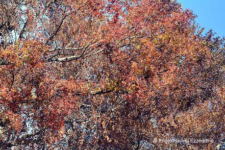 Un dimanche en photos DSC_5682.jpg