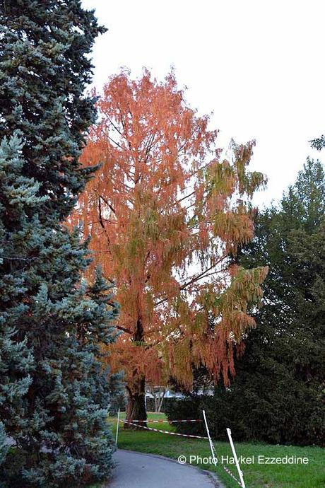 Un dimanche en photos DSC_5815.jpg