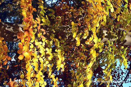 Un dimanche en photos DSC_5686.jpg