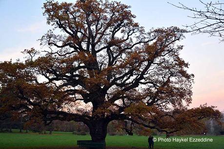Un dimanche en photos DSC_5863.jpg