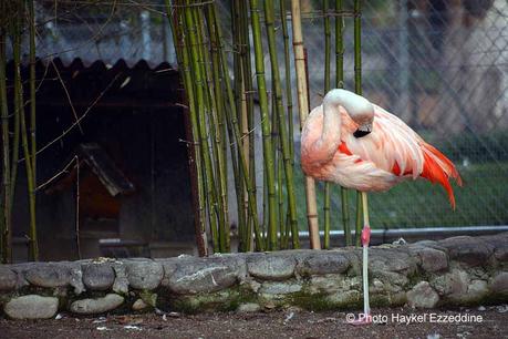 Un dimanche en photos DSC_5855.jpg