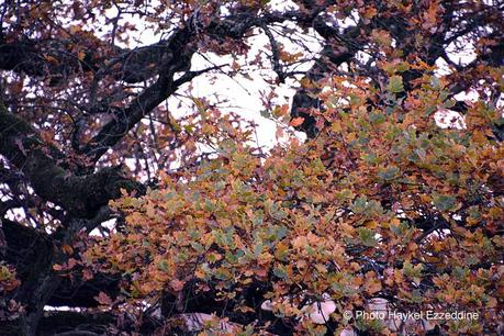 Un dimanche en photos DSC_5870.jpg