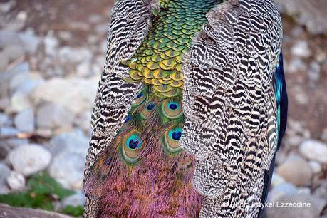 Un dimanche en photos DSC_5839.jpg