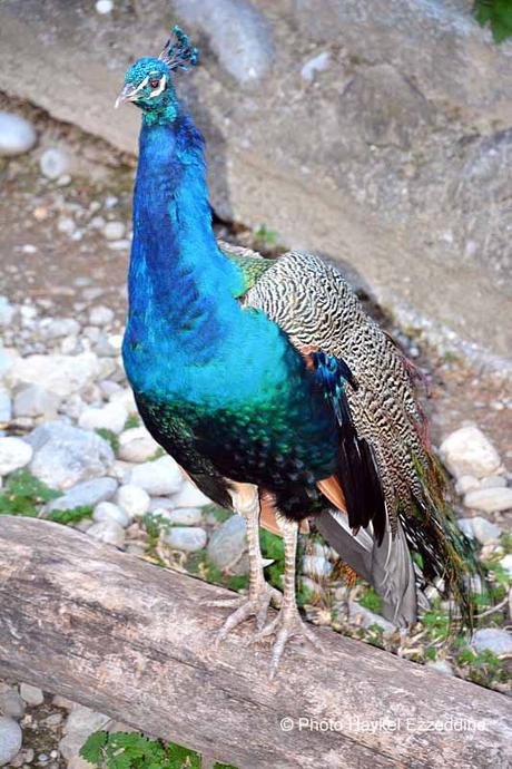 Un dimanche en photos DSC_5830.jpg