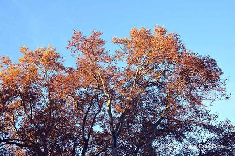 Un dimanche en photos DSC_5771.jpg