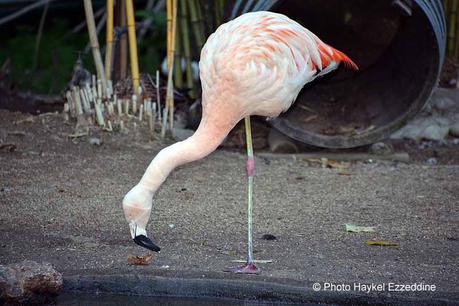Un dimanche en photos DSC_5850.jpg