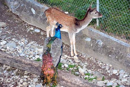 Un dimanche en photos DSC_5838.jpg